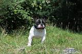 BOULEDOGUE FRANCAIS 281
